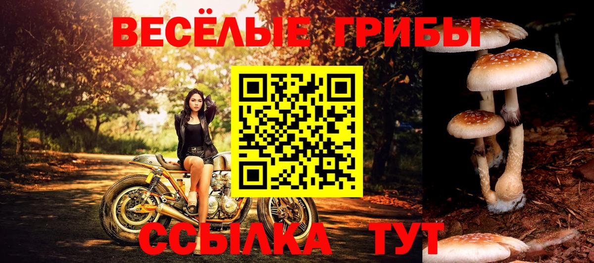 Псилоцибиновые грибы Psilocybine cubensis Курск